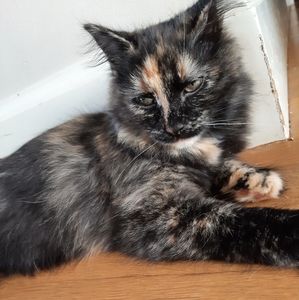 Meet your Posher, Nok